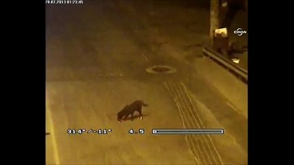 Köpeğin fareyle oyunu