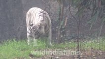 White Bengal Tiger In Alipore Zoological Gardens In Kolkata