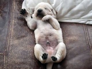 Lab Puppy Dreaming ~ Stofer s Labs