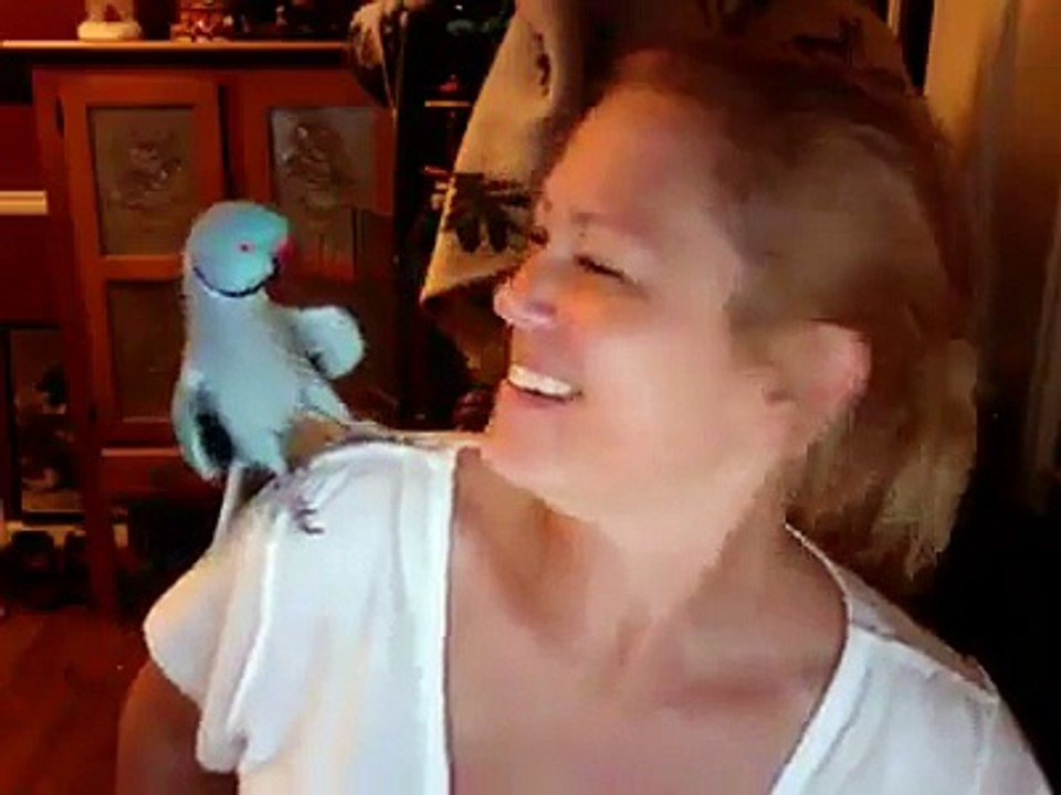 funny conversation between a women and a parrot