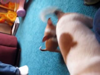 9 week old Chihuahua puppy playing