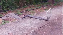 Black Mamba Battle- Deadliest Venomous Snakes Spar - YouTube