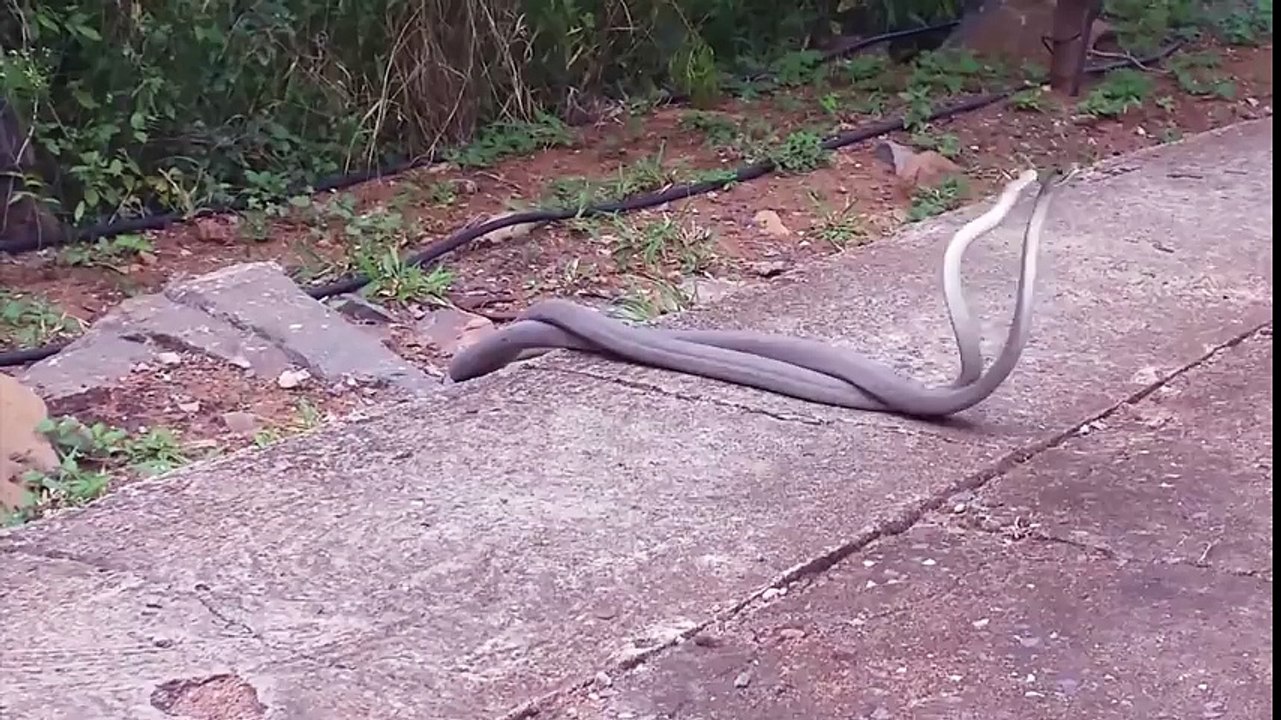 Black Mamba Battle- Deadliest Venomous Snakes Spar - YouTube