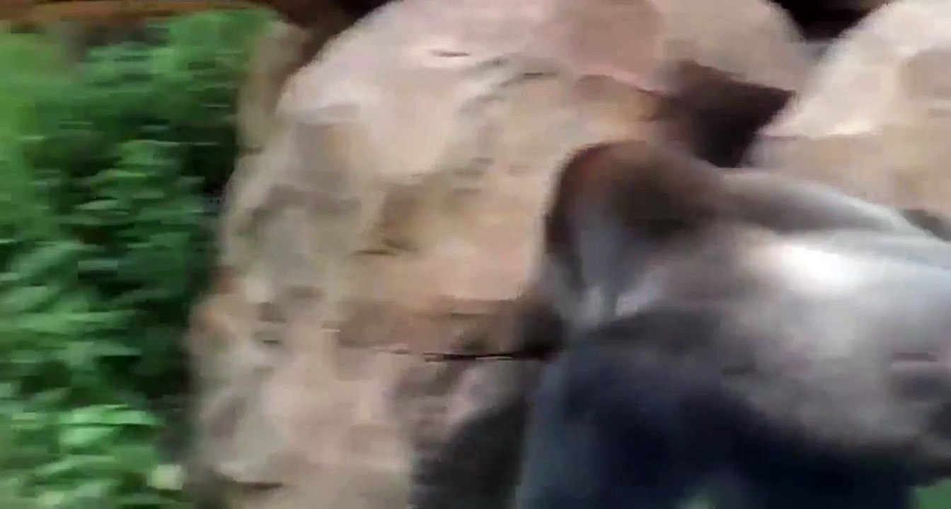 Gorilla attacks visitors!