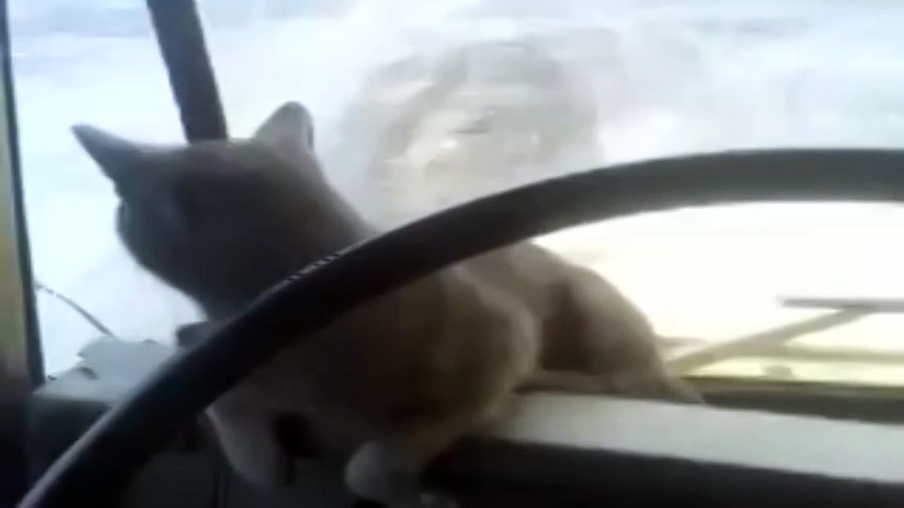 Суровый челябинский Кошак