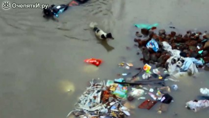 Собака спасает щенков в наводнение