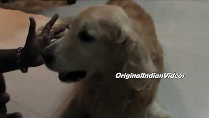 Ultimate Funny Guilty Dog Video Compilation 2015