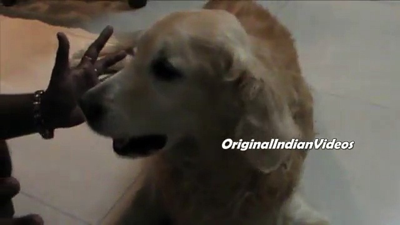 Ultimate Funny Guilty Dog Video Compilation 2015