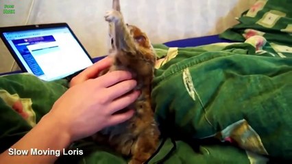 Смешные маленькие экзотические животные