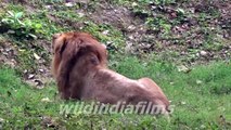 Indian lion / Persian lion  (Asiatic lion)