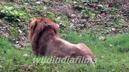 Indian lion / Persian lion  (Asiatic lion)