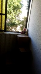 פינוי דירה - אספן כפייתי