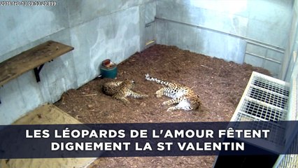Les léopards de l'Amour fêtent dignement la St Valentin
