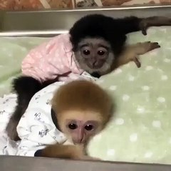 a Thump Sucking Baby Monkey, so Adorable!