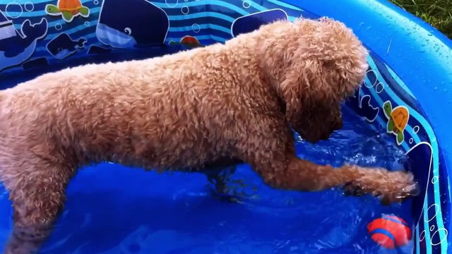 Lizzys Story | Kids Video of Cute Puppy and Funny Dog Playing
