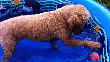 Lizzys Story | Kids Video of Cute Puppy and Funny Dog Playing