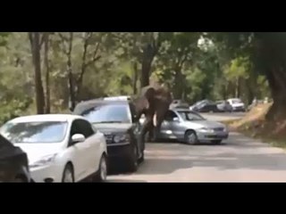 Love is cruel: Elephant smashes cars after getting 'dumped' in China
