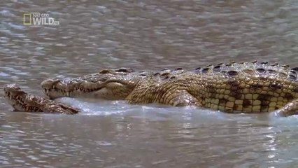 national-geographic-wild-animals-crocodile-documentary-natgeotv_DocuNow