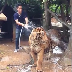 How To Bath A Tiger