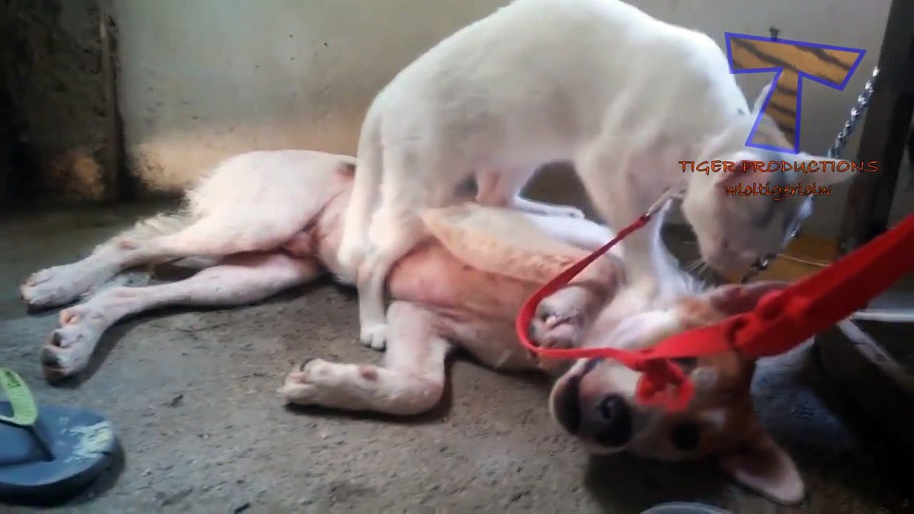 Cats and dogs together are so silly - Funny cat & dog compilation