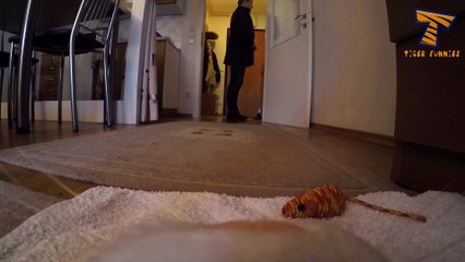 Never Trust Your Cat - Funny Cat Video
