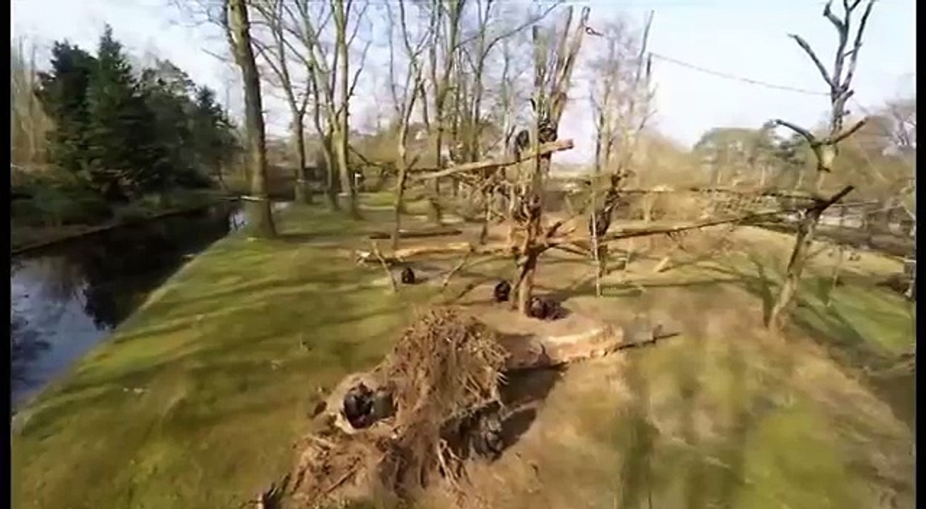Chimps destroy a drone by using twig tools