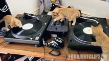Funny cats - Funny dogs - Funny animals - Funniest Animal Fails Compilation  ≧✯◡✯≦