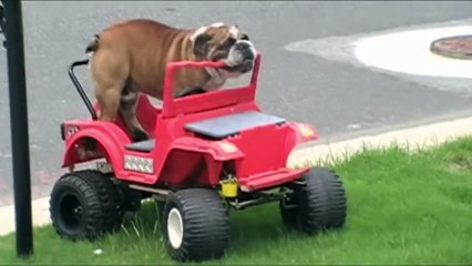 English Bulldog Drives A Power Wheels
