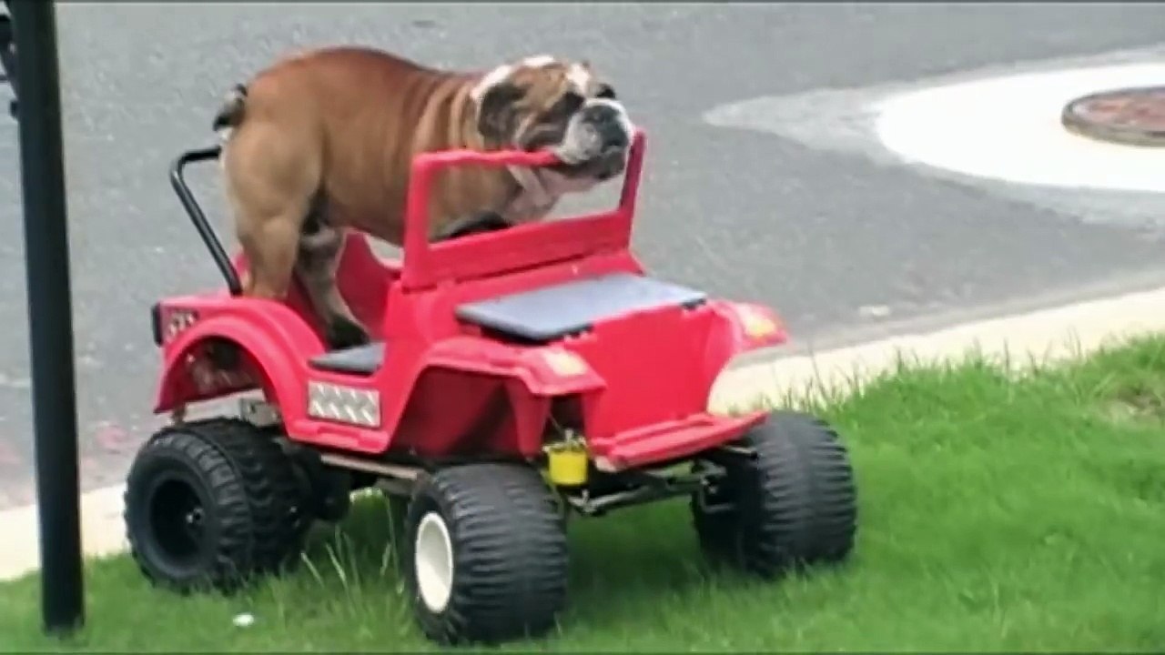 English Bulldog Drives A Power Wheels