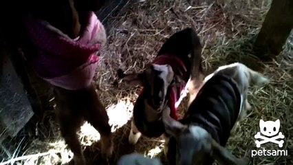 Farmer loses his goats only to find them in an unlikely place