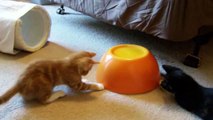 Funny and Adorable Kittens and Cats Compilation 2015