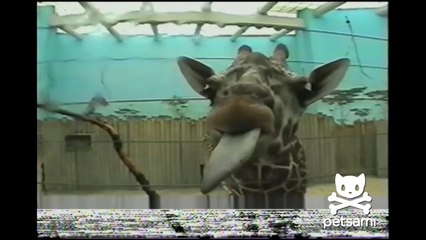 Giraffe with giant tongue licks cameraman