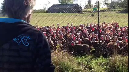 Dans la peau d'une star, des dindes réagissent comme une foule en délire