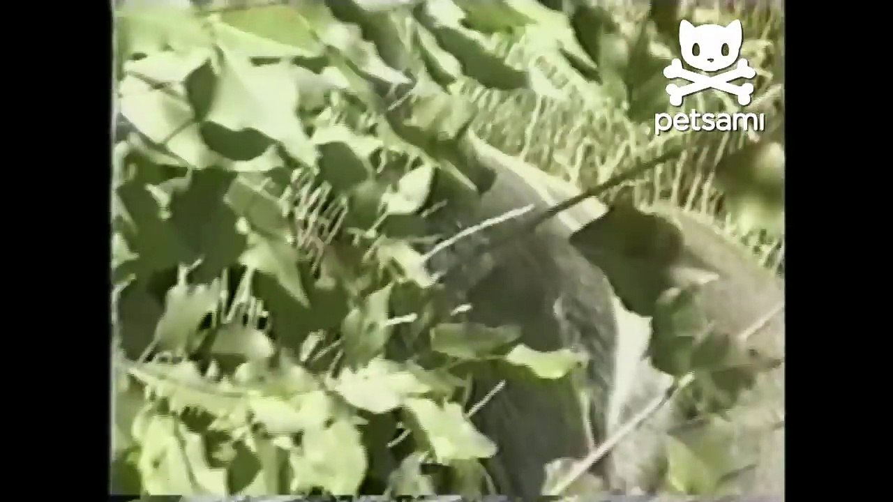 Gorilla quenches his thirst with a baby's bottle