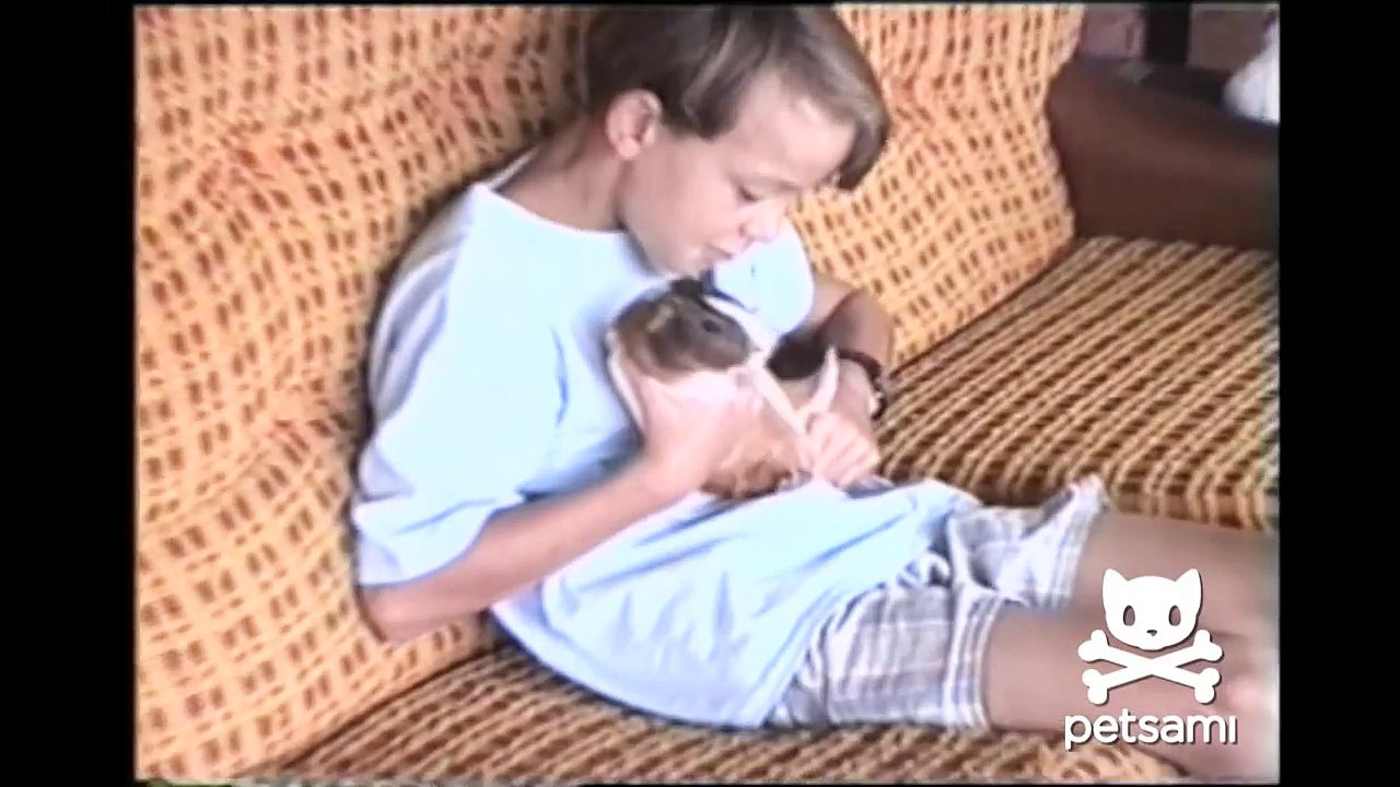 Guinea pig hits a wall...Literally!