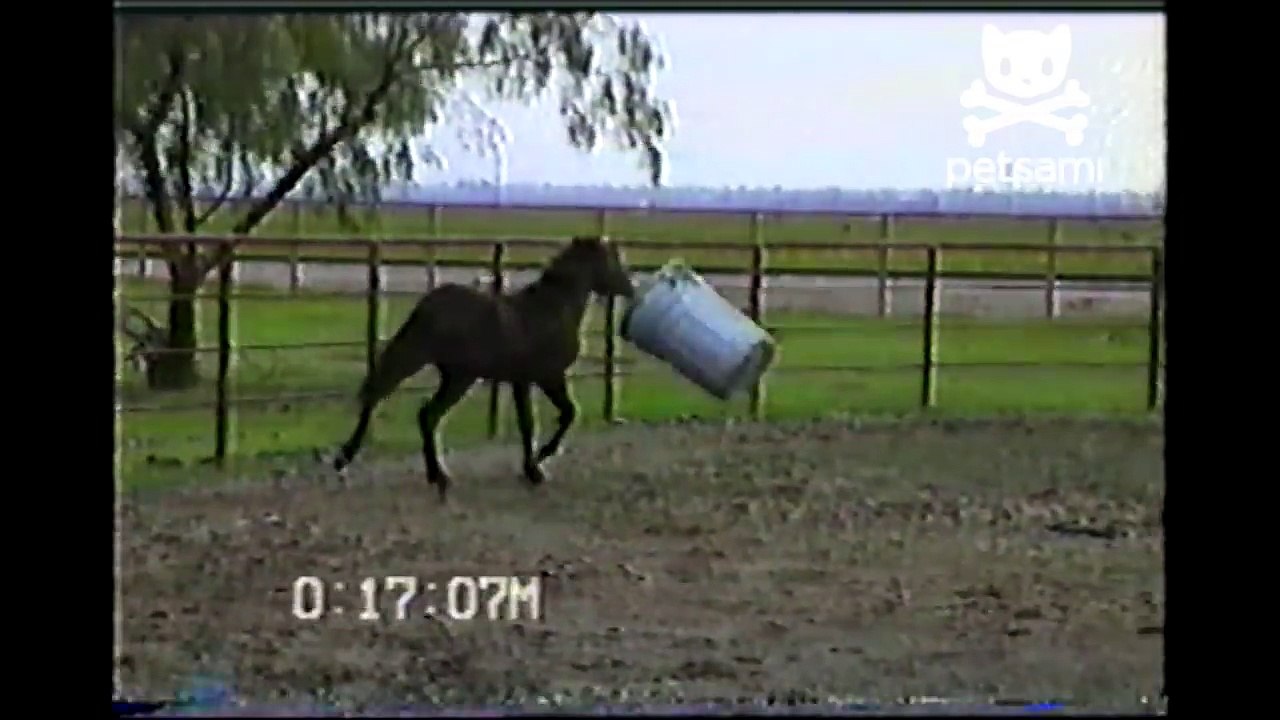 Horse has the best time ever with a trash can