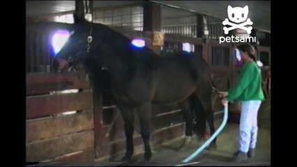 Horse loves his tongue vacuumed