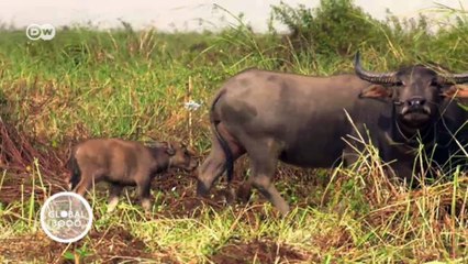 Kambodscha: Schutz für die Saruskraniche | Global 3000