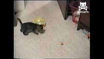 Kitten squeezes inside hamster ball