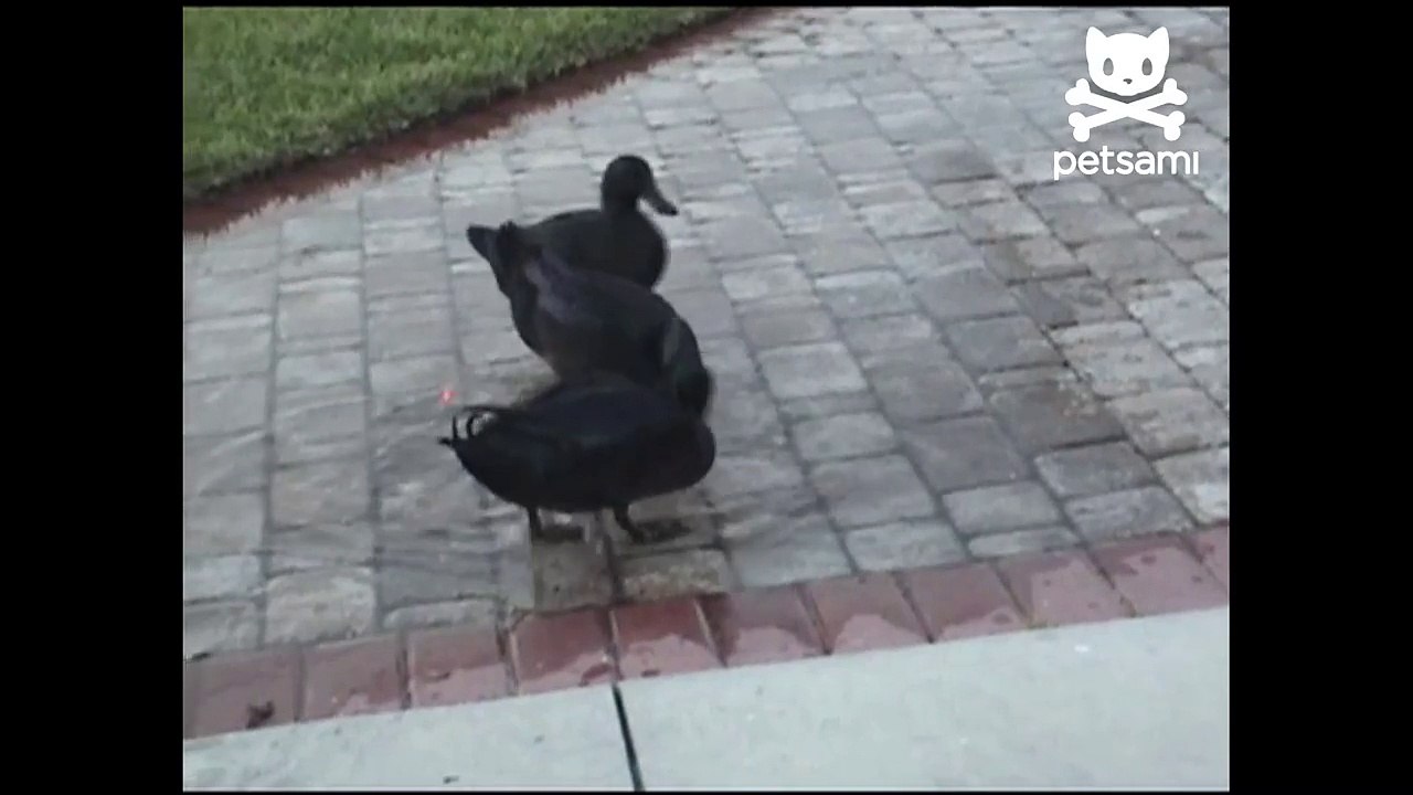 Man films ducks acting like cats and chasing a laser pointer