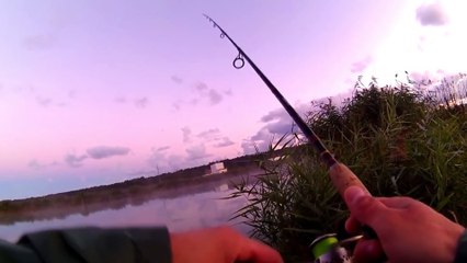 Download Video: Zander ( pikeperch) and perch on the Drop Shot. Super equipment for fishing predatory fish.