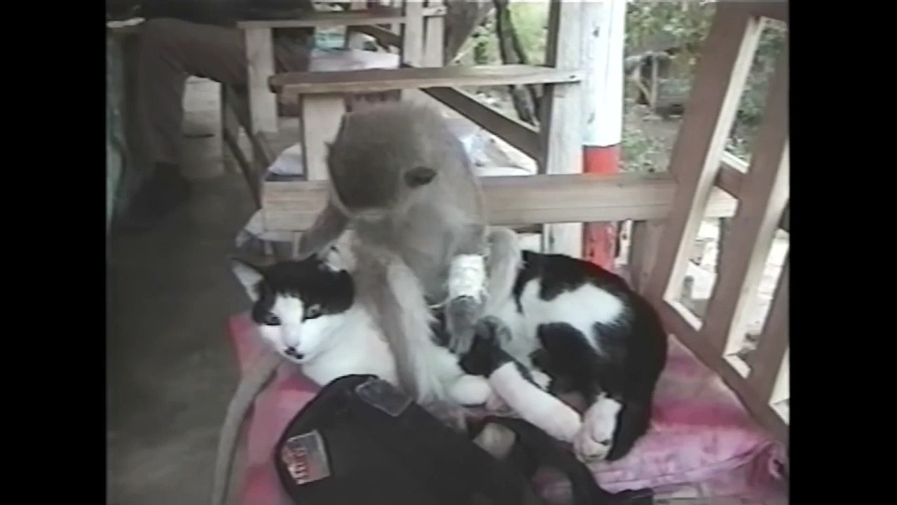 Monkey humping a cat
