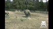 Most disgusting animal video ever - Rhino drinks pee