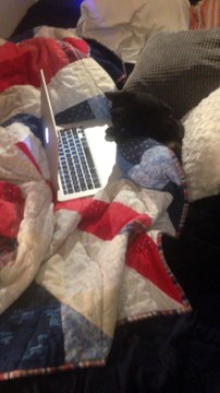 So what you doing for Valentine’s day? (Cat valentines 2016)