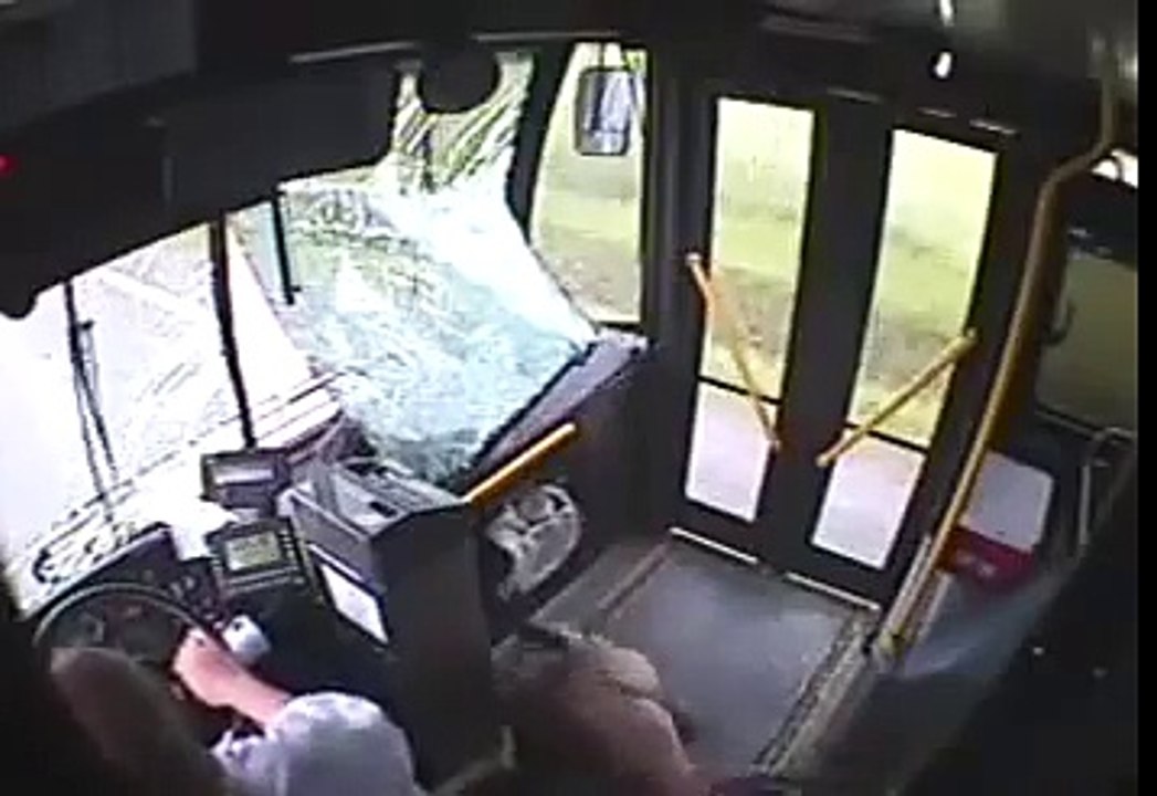 ▶ Increíble incidente entre un ciervo y un autobús