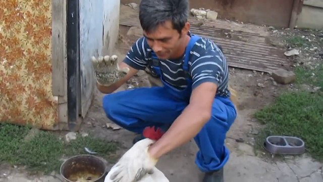 НАГЛЫЙ ПЕТУХ ! НАПАДАЕТ !