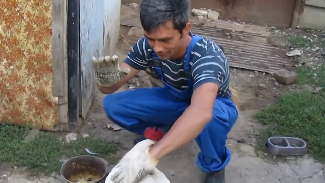 НАГЛЫЙ ПЕТУХ ! НАПАДАЕТ !