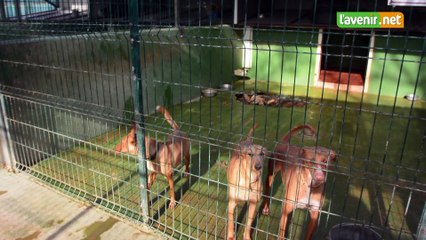 Hannut - 15 lévriers sauvés en Espagne bis