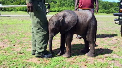 Elle offre à l’éléphanteau une nouvelle vie. Mais Mayo réagit de manière surprenante