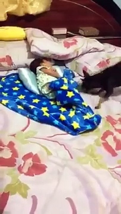 amazing kid vs dog shocked clip